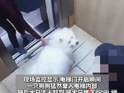 贵州贵阳一小区电梯内犬只窜入咬伤物业人员 警方已介入
